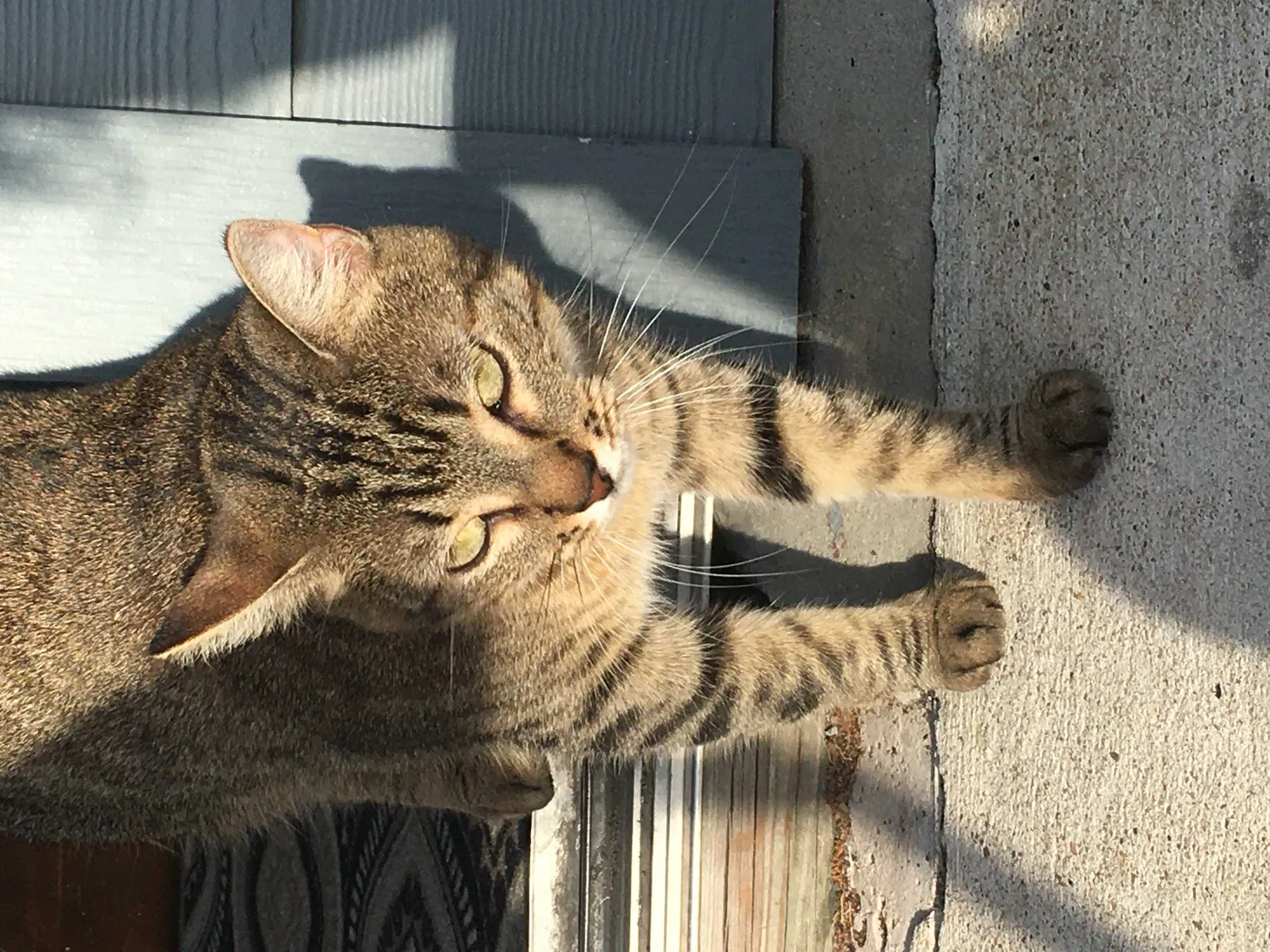 Lost cat in Houston, TX, 77083
