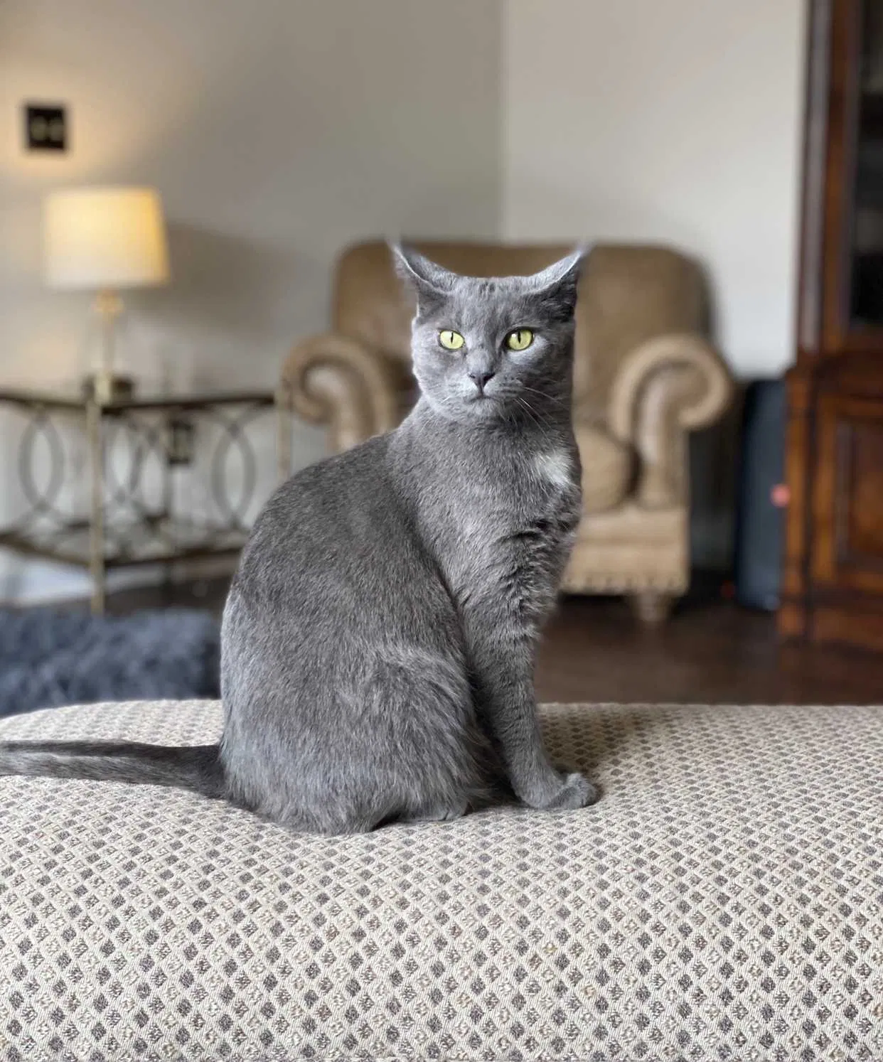Lost cat in Vandalia, OH, 45377