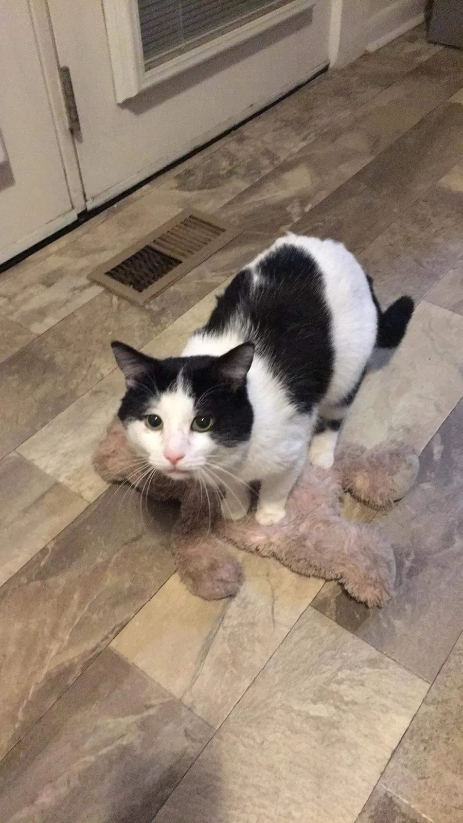 Lost cat in Spring Lake, NC, 28390