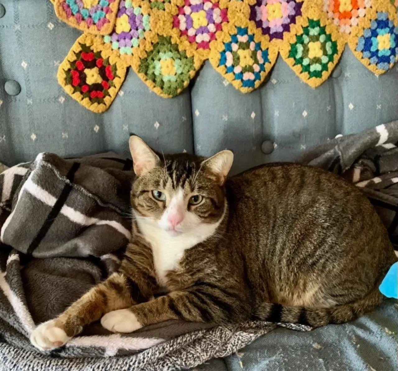 Lost cat in North Bend, OH, 45052