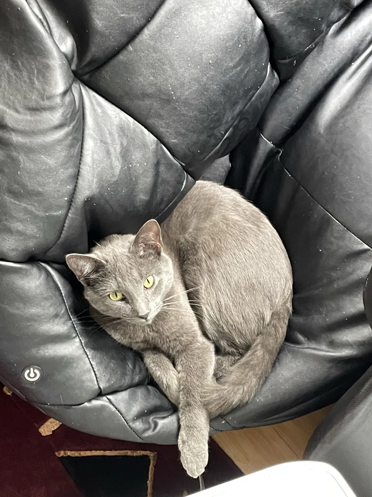 Lost cat in South Elgin, IL, 60177