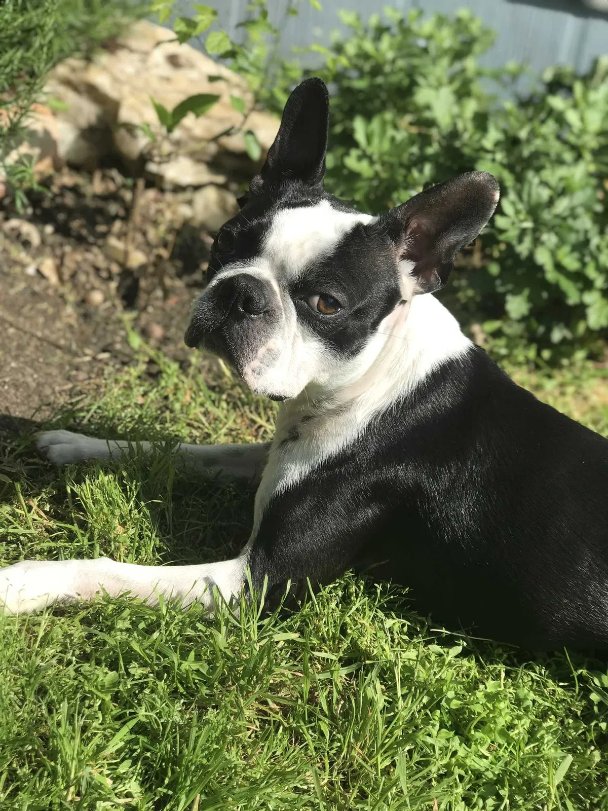Lost dog in Farmersville, TX, 75442