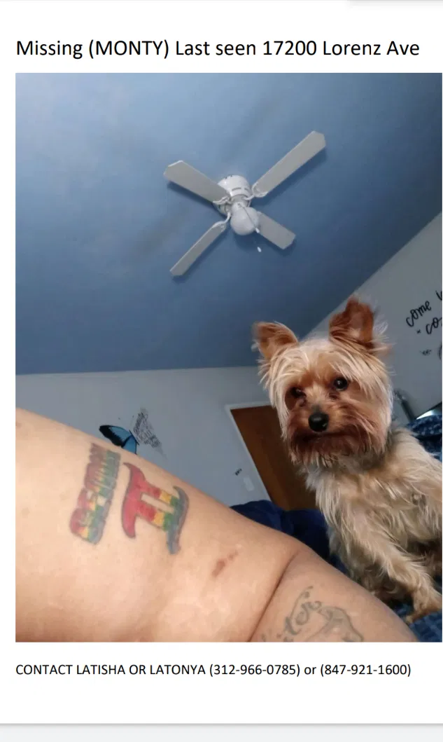 Missing Dog