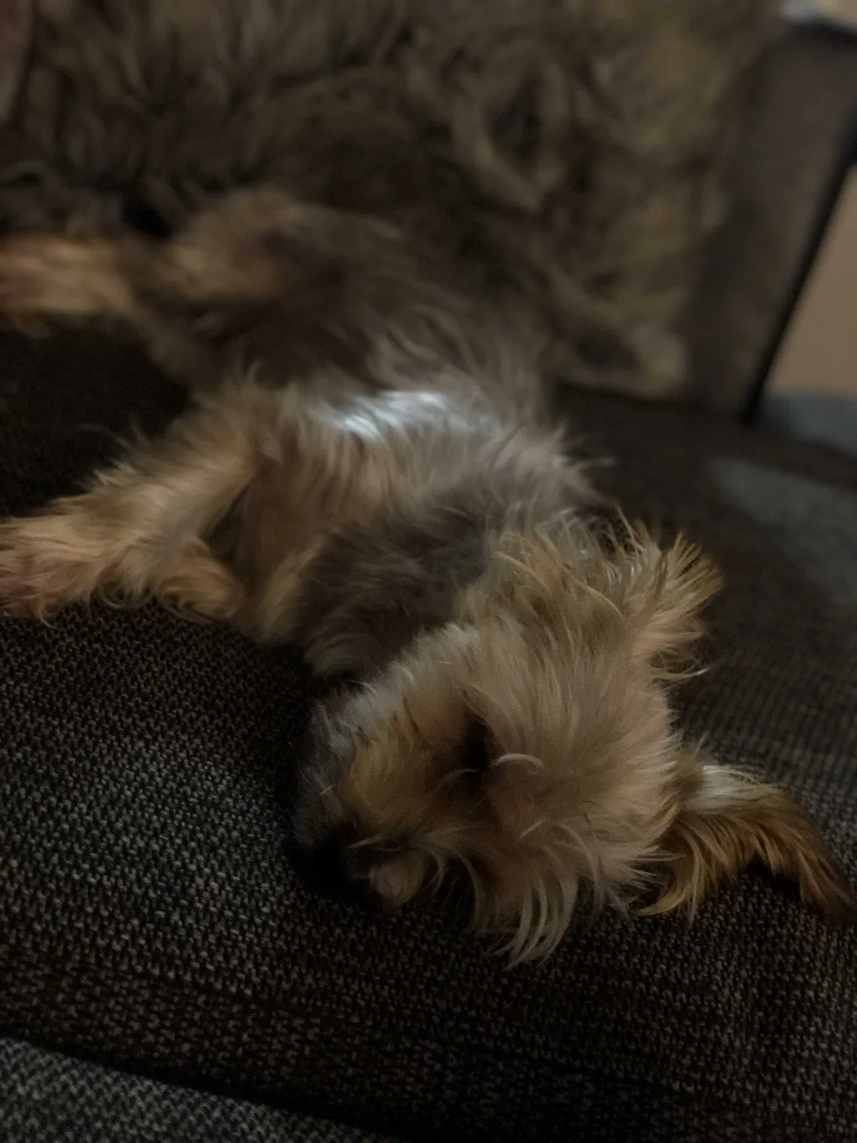 Lost dog in Newark, NJ, 7103