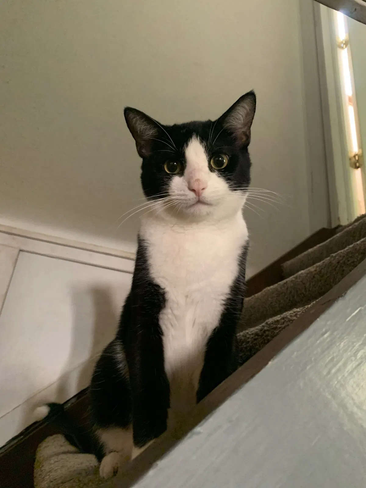 Lost cat in North Bend, OH, 45052