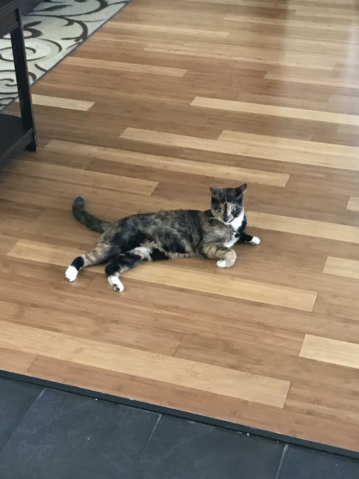Lost cat in Jacksonville, FL, 32223