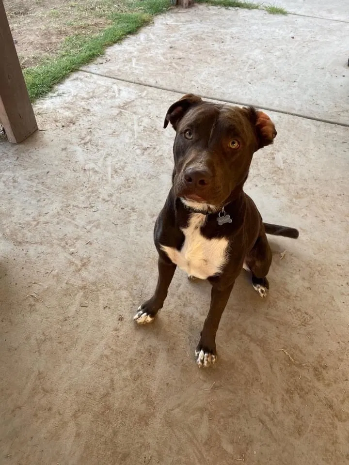 Lost dog in Phoenix, AZ, 85037