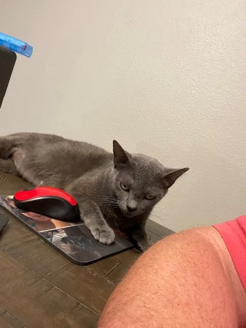 Lost cat in Saint Augustine, FL, 32092