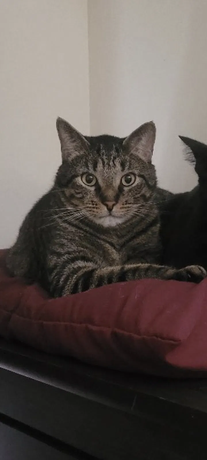 Lost cat in Knoxville, TN, 37909