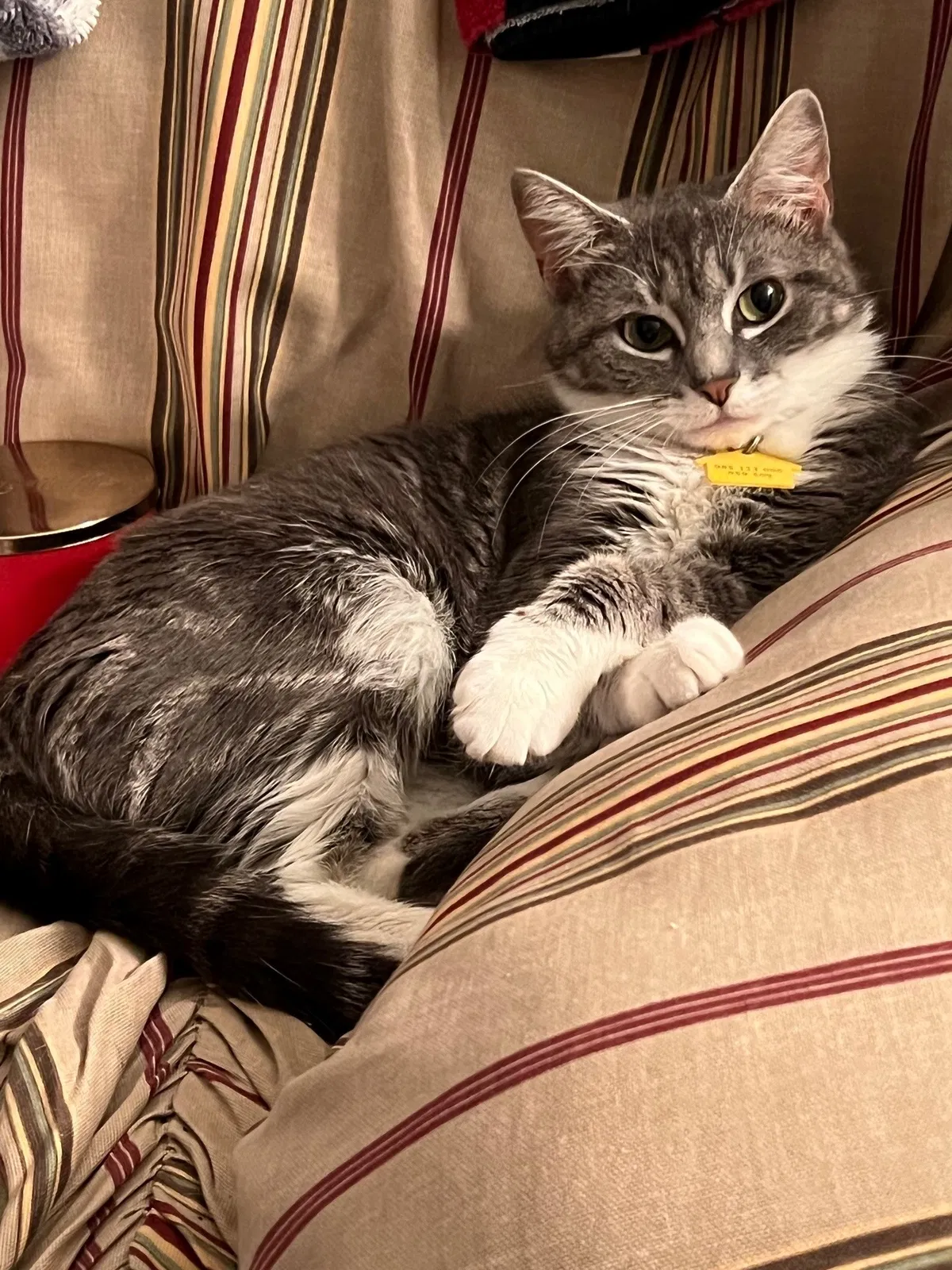 Lost cat in Richmond, VA, 23224