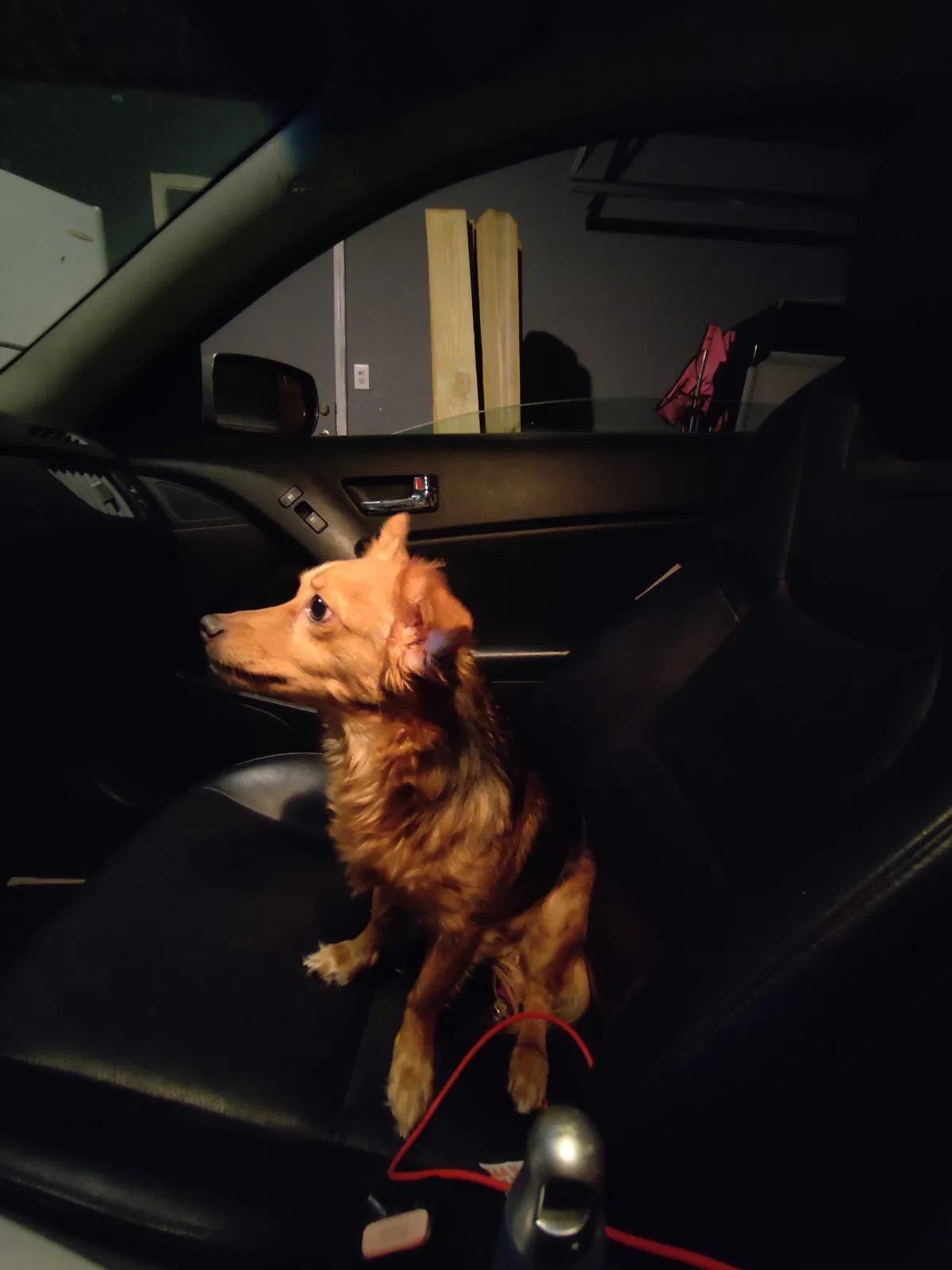 Lost dog in Houston, TX, 77040
