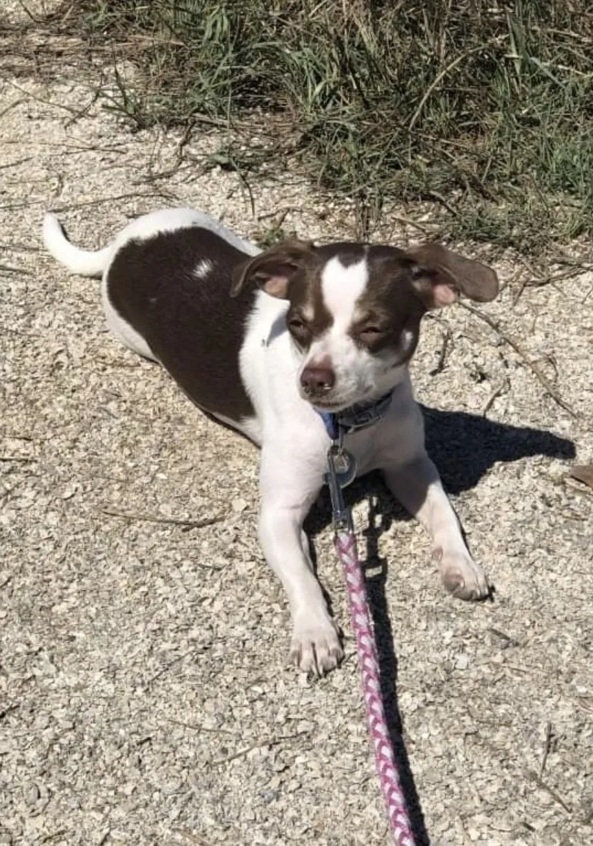 Lost dog in Corpus Christi, TX, 78412