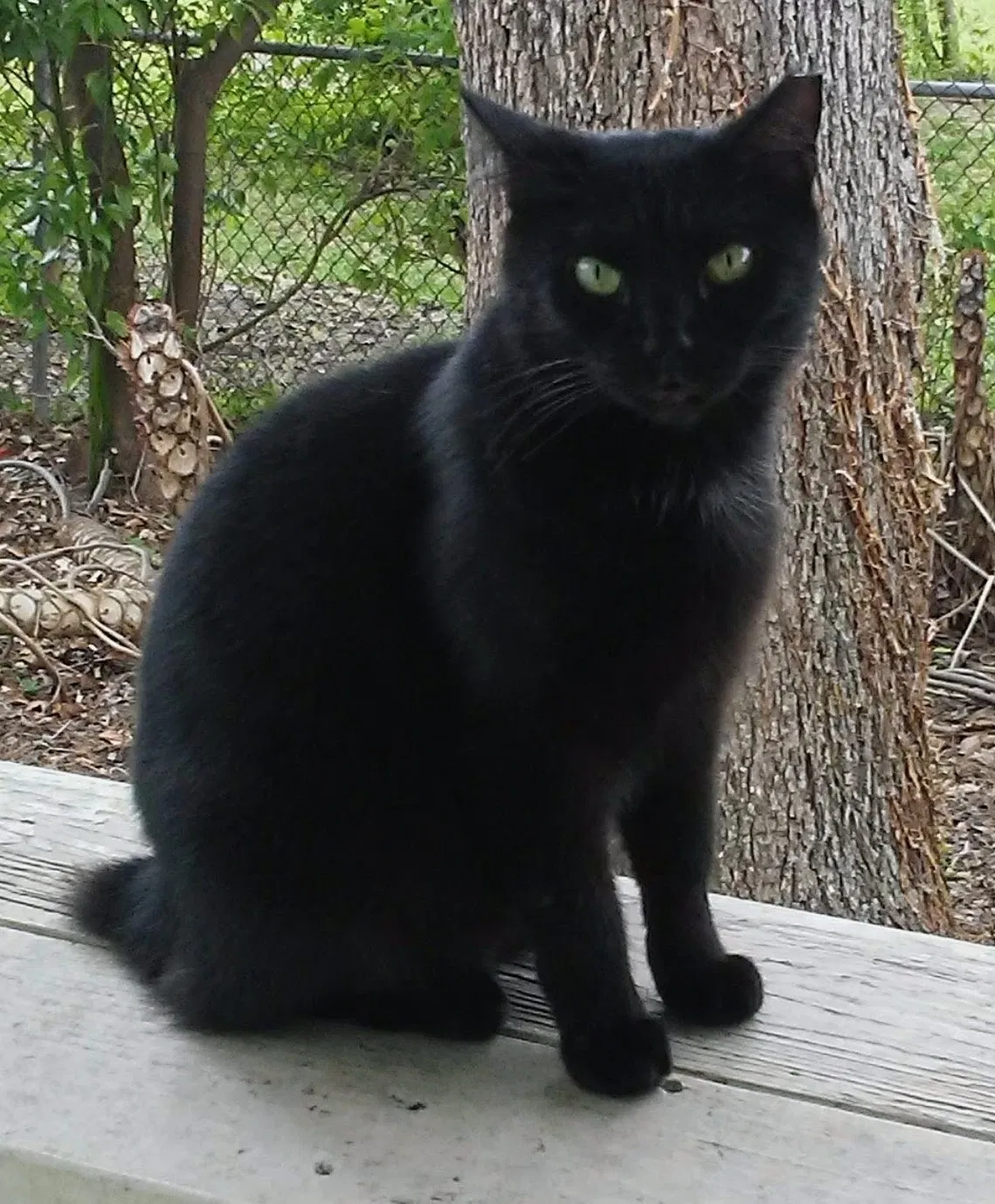 Lost cat in Bacliff, TX, 77518