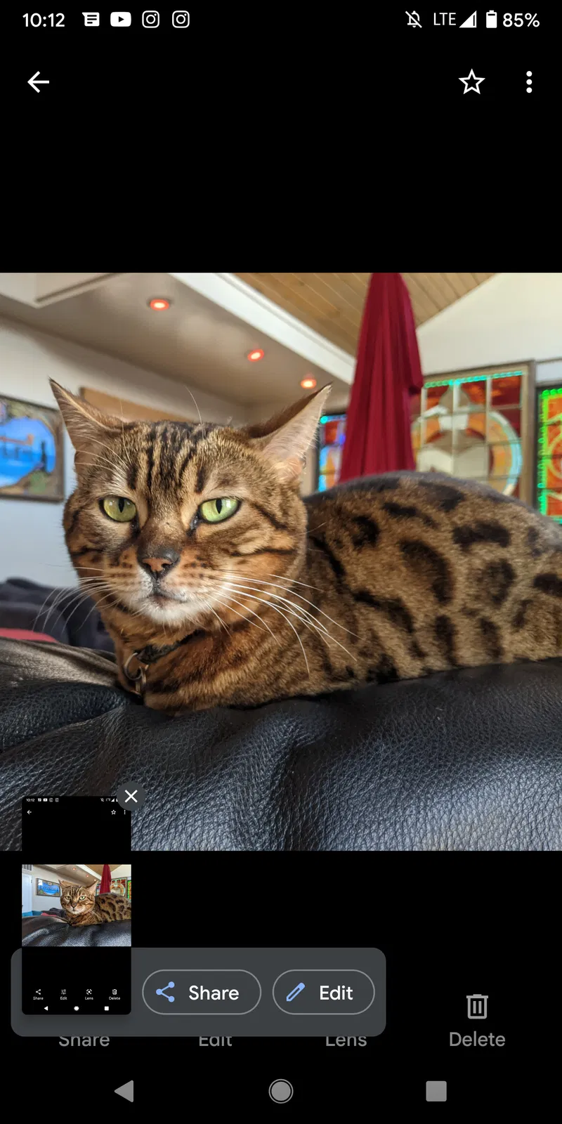 Lost cat in Boise, ID, 83702