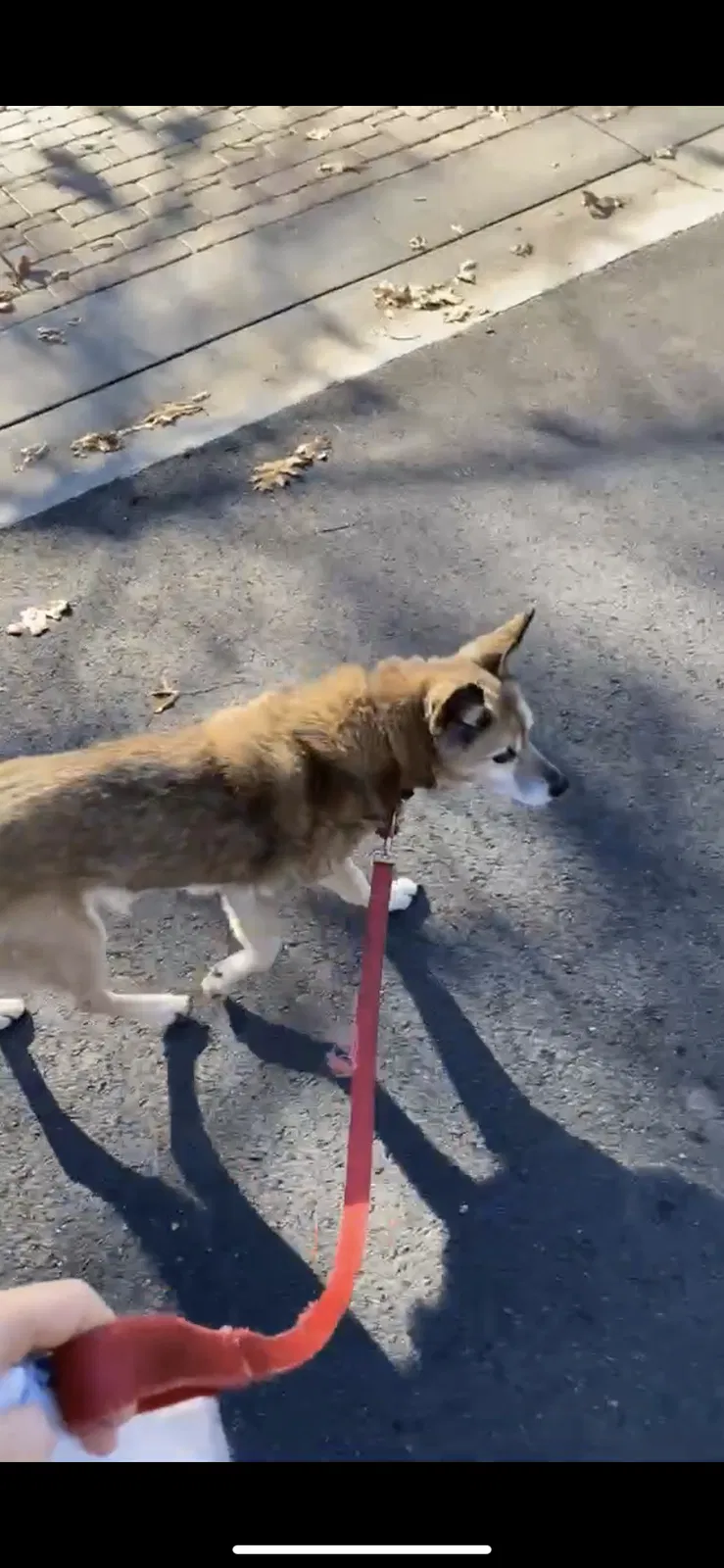 Lost dog in Marietta, GA, 30068
