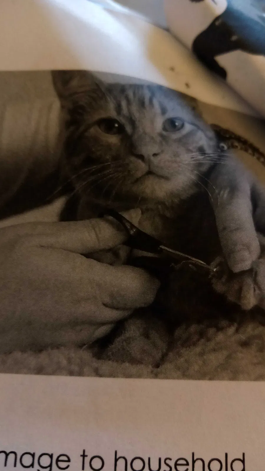 Lost cat in Des Moines, IA, 50317