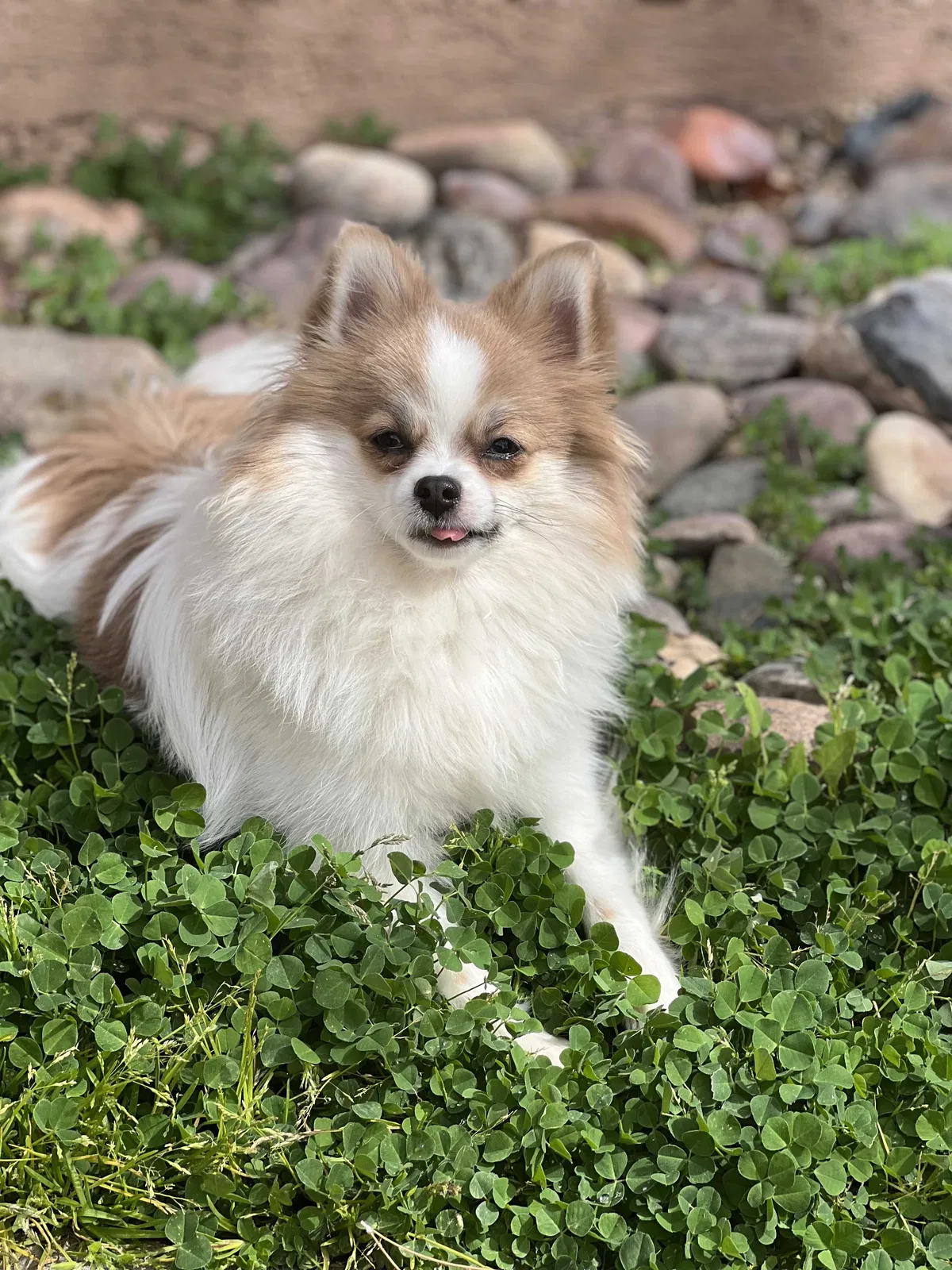 Lost dog in Henderson, NV, 89012