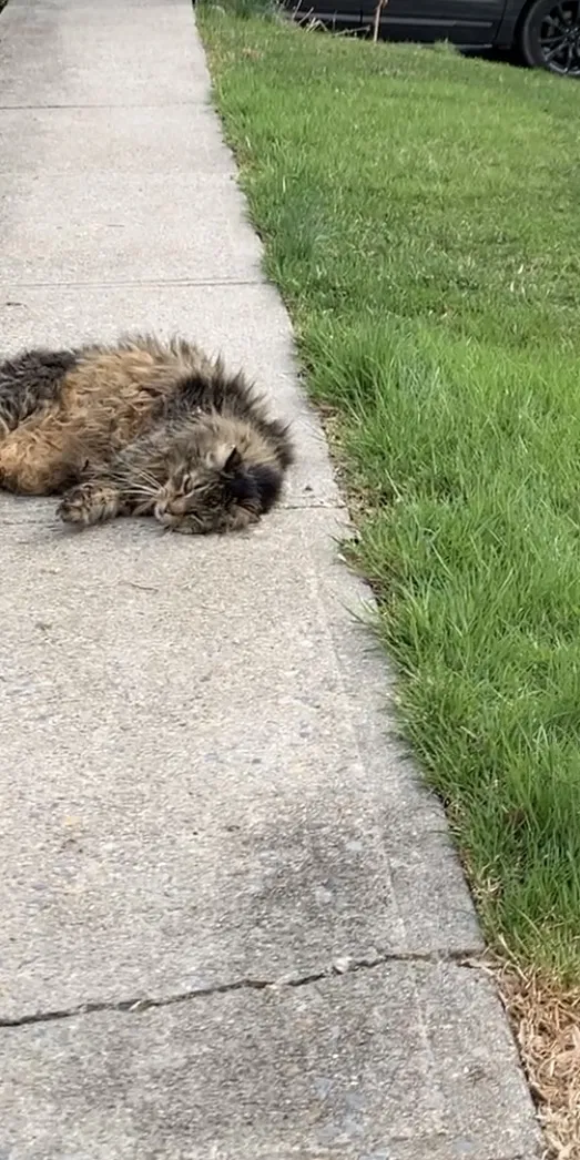 Lost cat in Bangor, PA, 18013