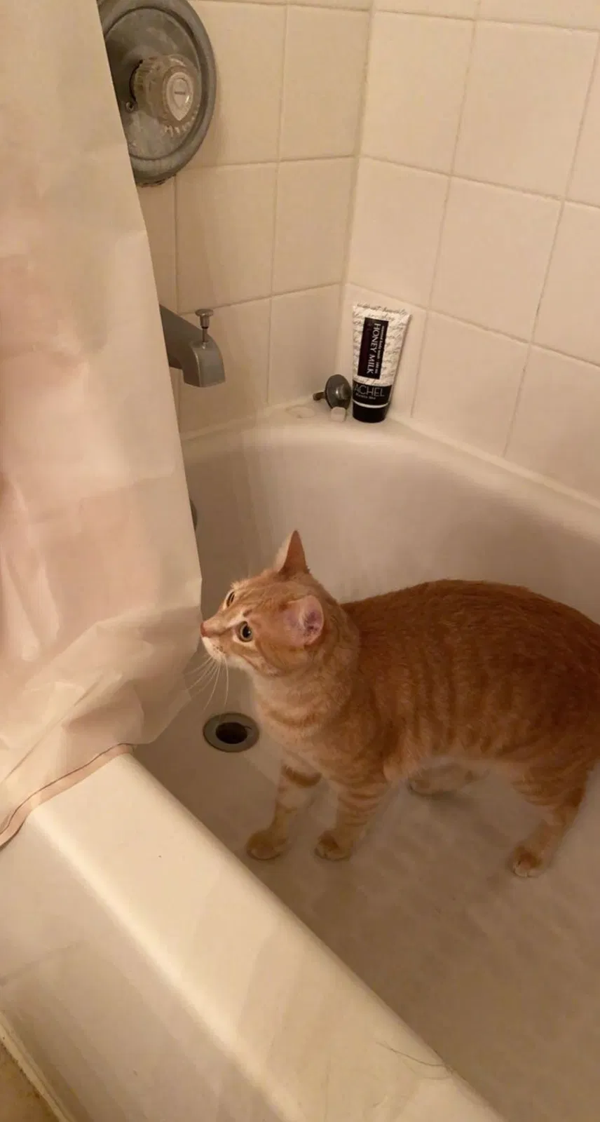Lost cat in Cedar Park, TX, 78613