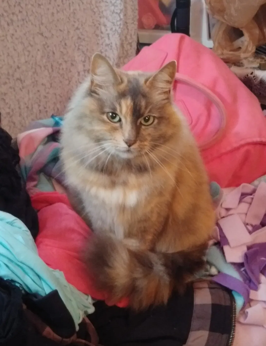 Lost cat in Hoodsport, WA, 98548