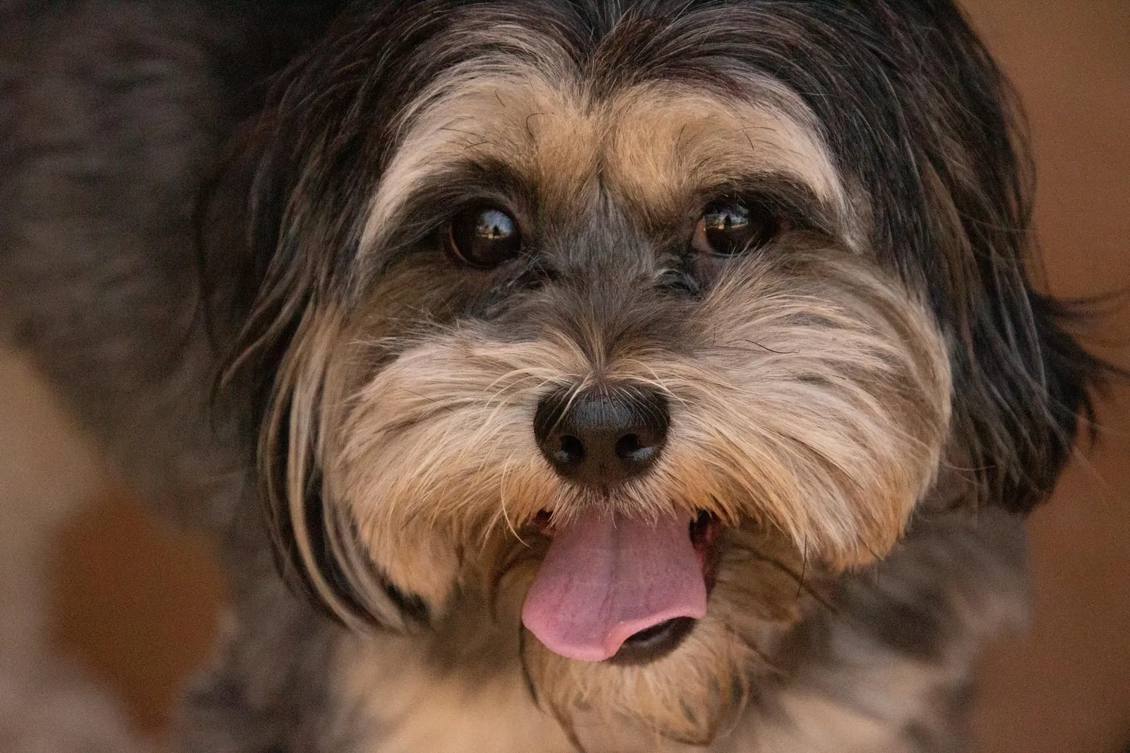 Lost dog in North Fort Myers, FL, 33903