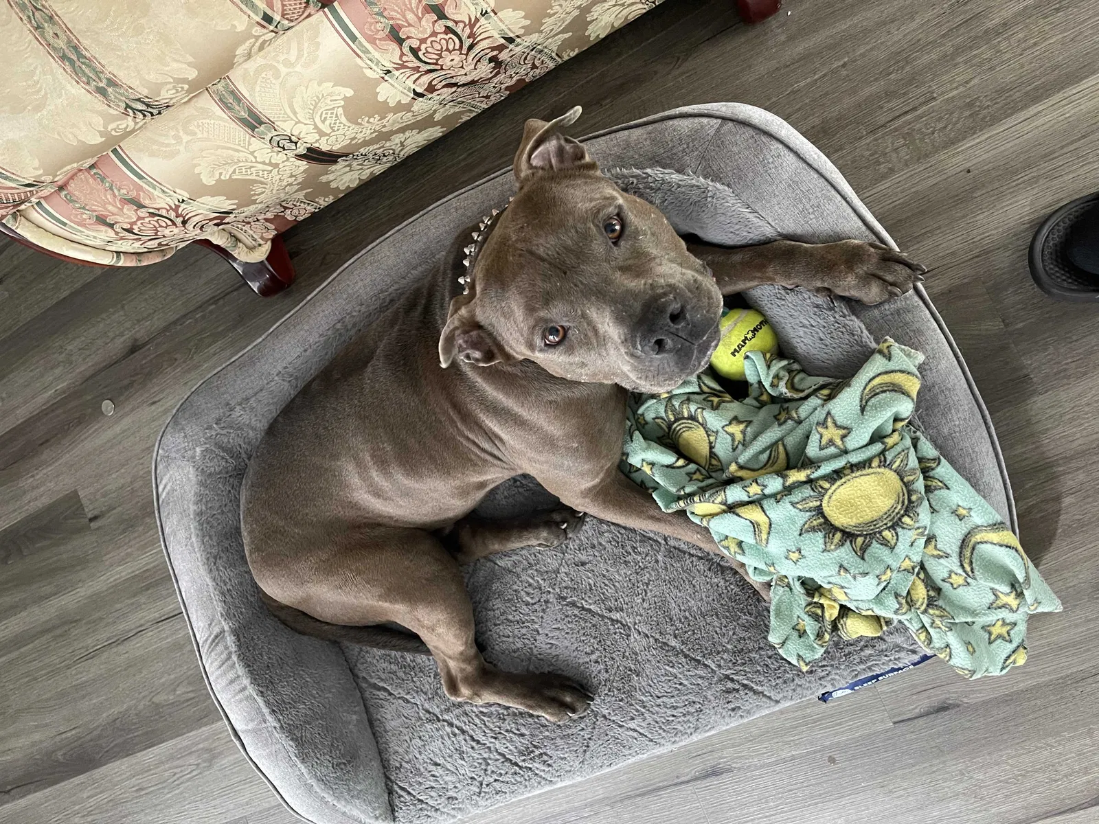 Lost dog in Houston, TX, 77067