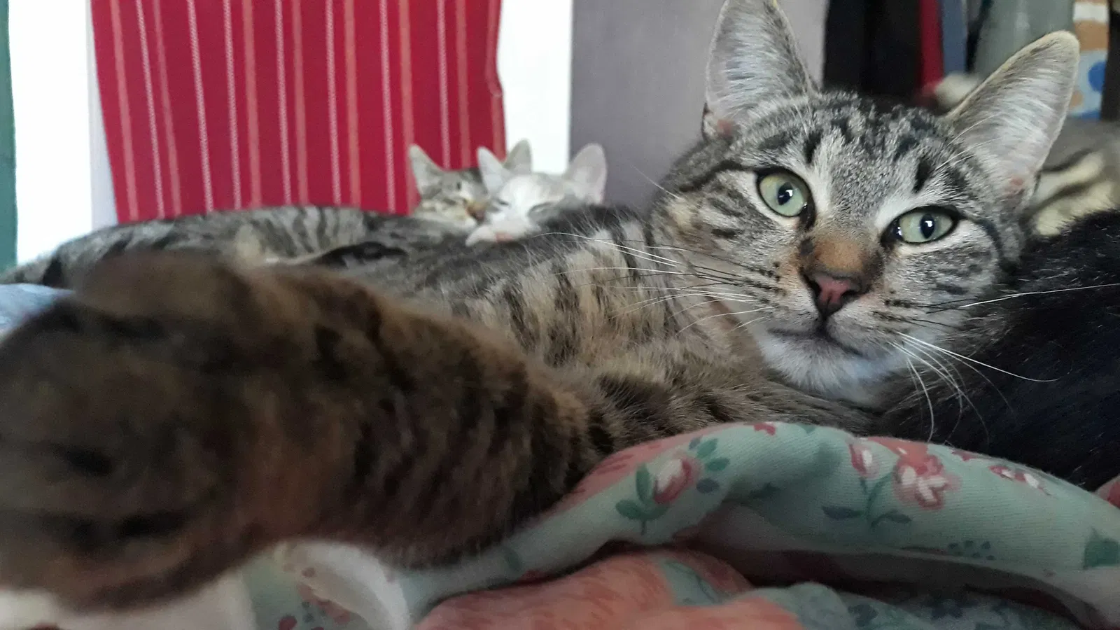 Lost cat in San Diego, CA, 92102