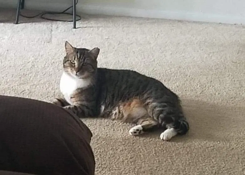 Lost cat in Virginia Beach, VA, 23464
