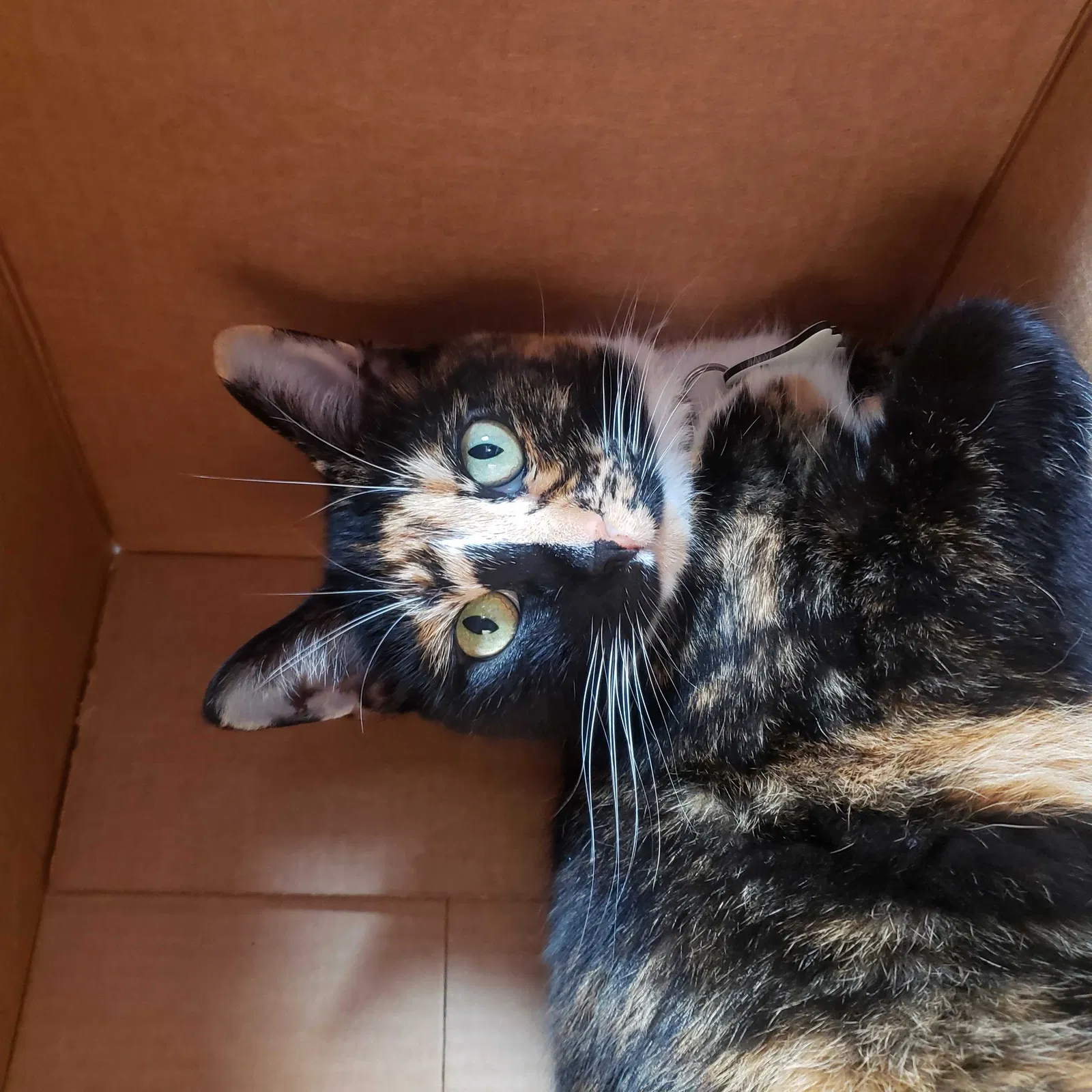Lost cat in Knoxville, TN, 37932