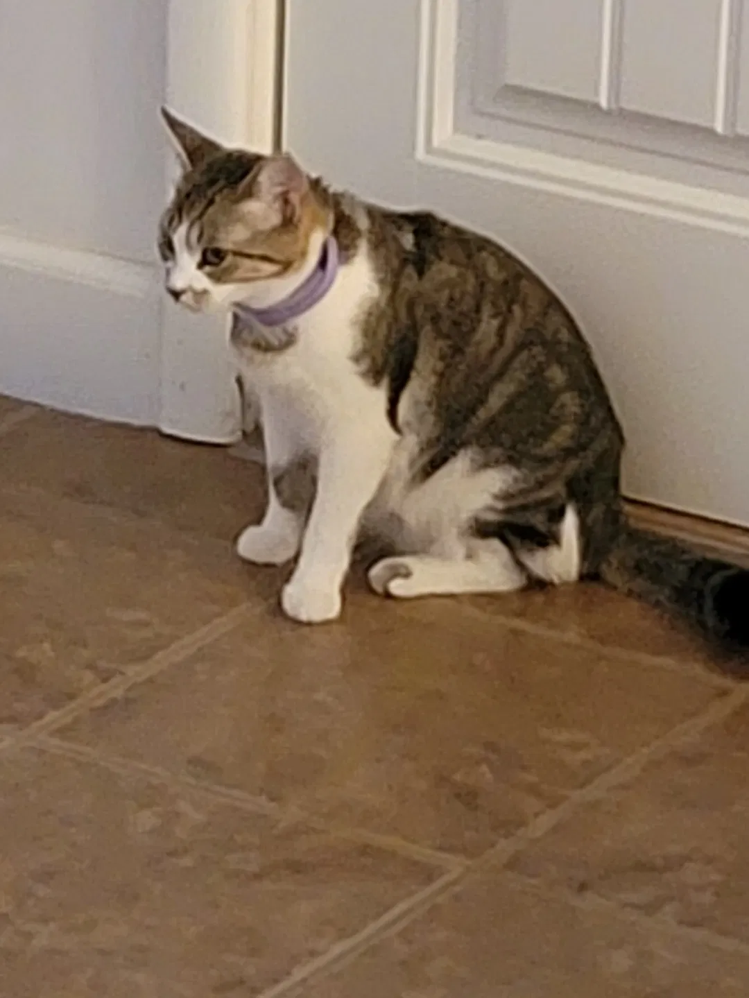 Lost cat in Springfield, MO, 65803