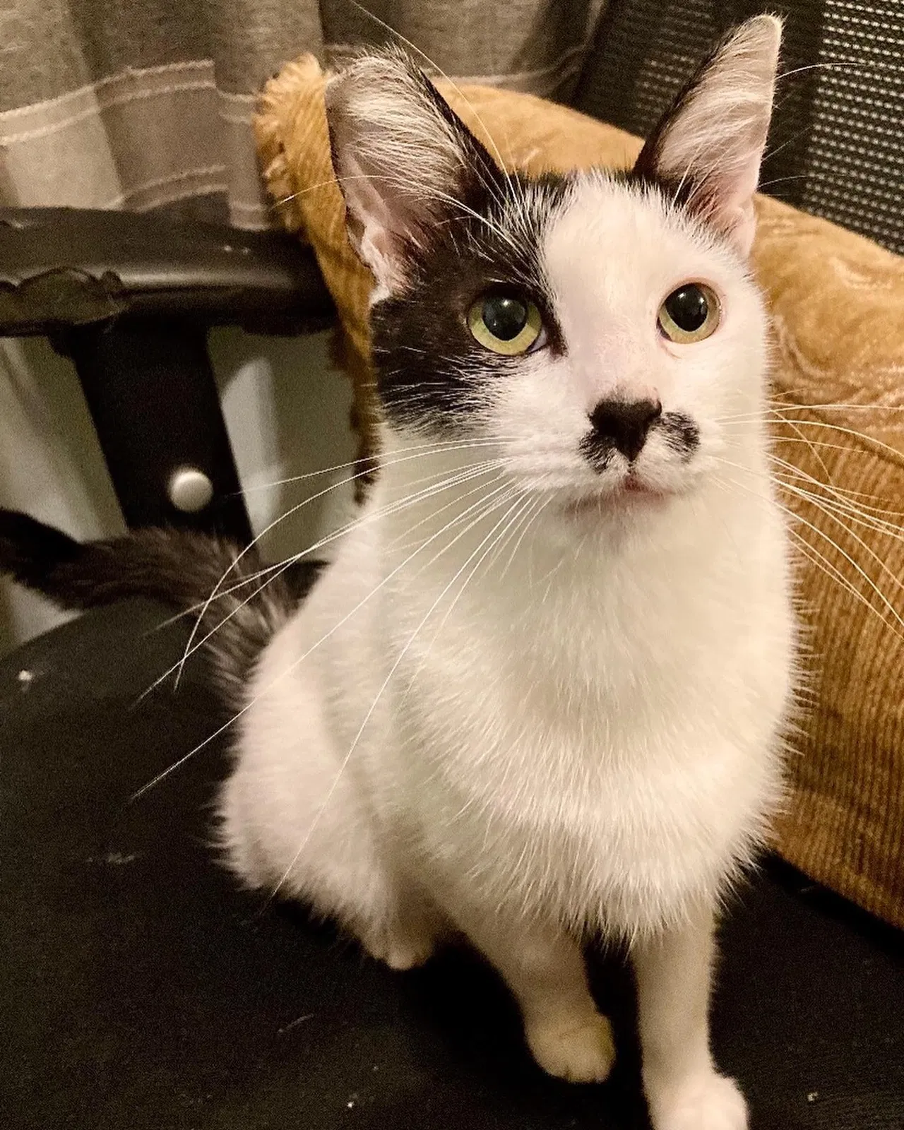 Lost cat in Los Angeles, CA, 90029