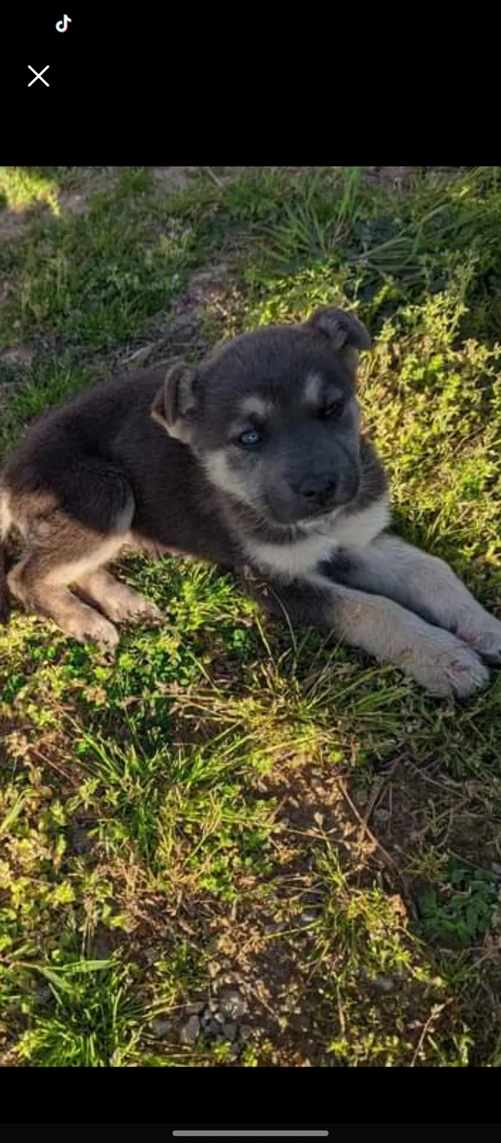 Lost dog in Hiram, GA, 30141