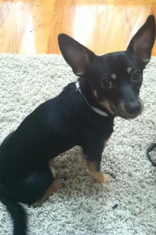 Lost dog in Jonesboro, GA, 30238