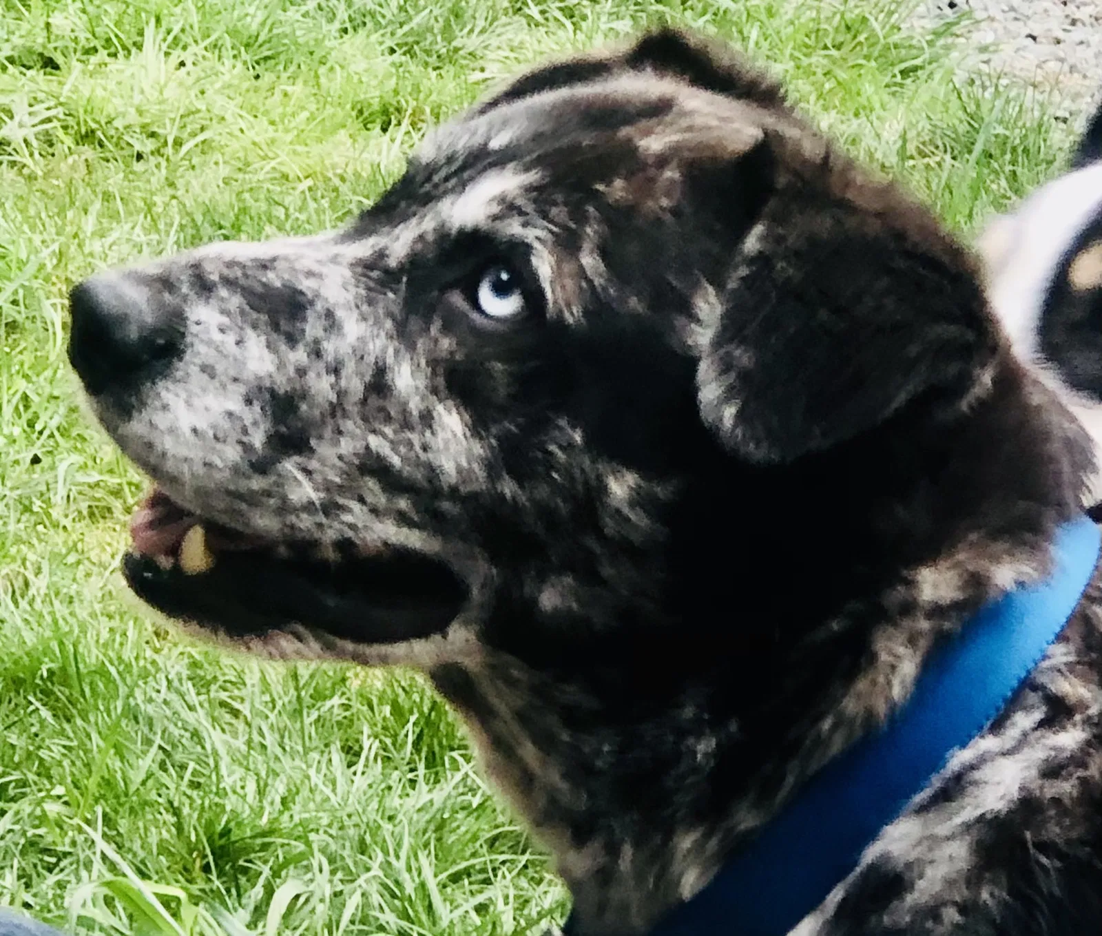 Lost dog in Brownsville, CA, 95919