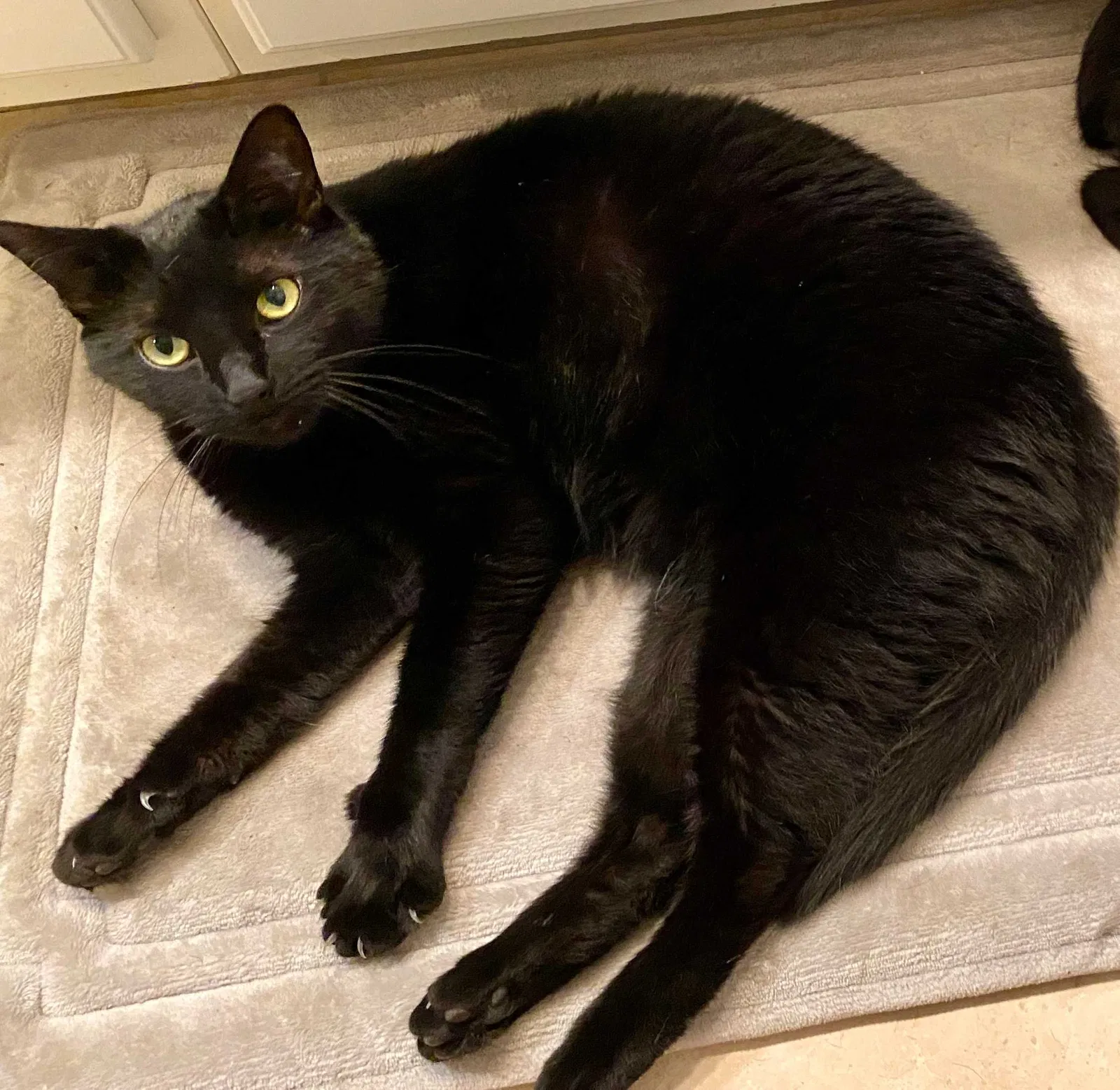 Lost cat in Spring, TX, 77382
