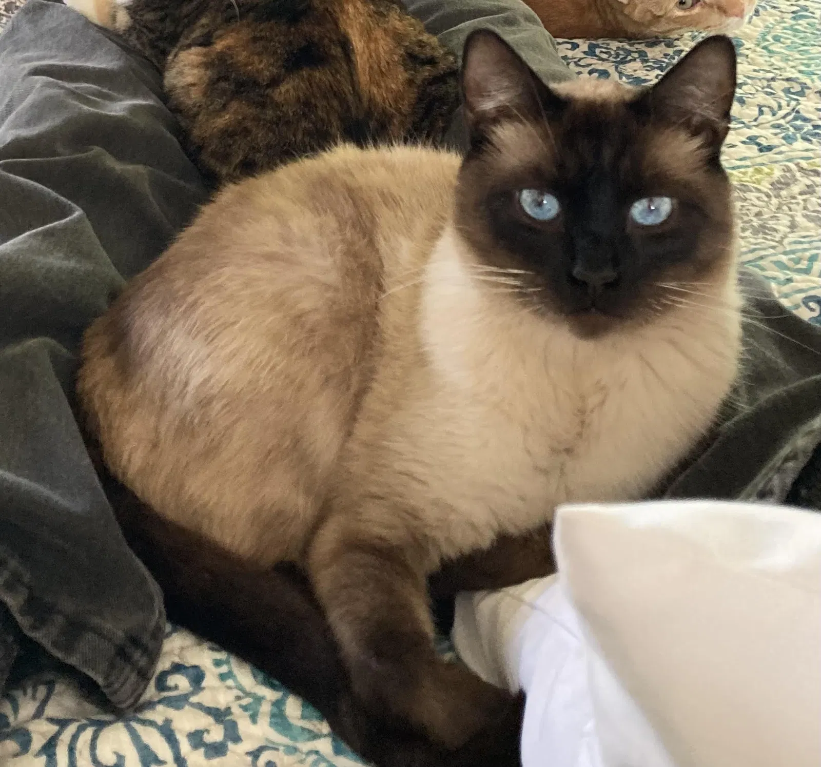 Lost cat in Sacramento, CA, 95819