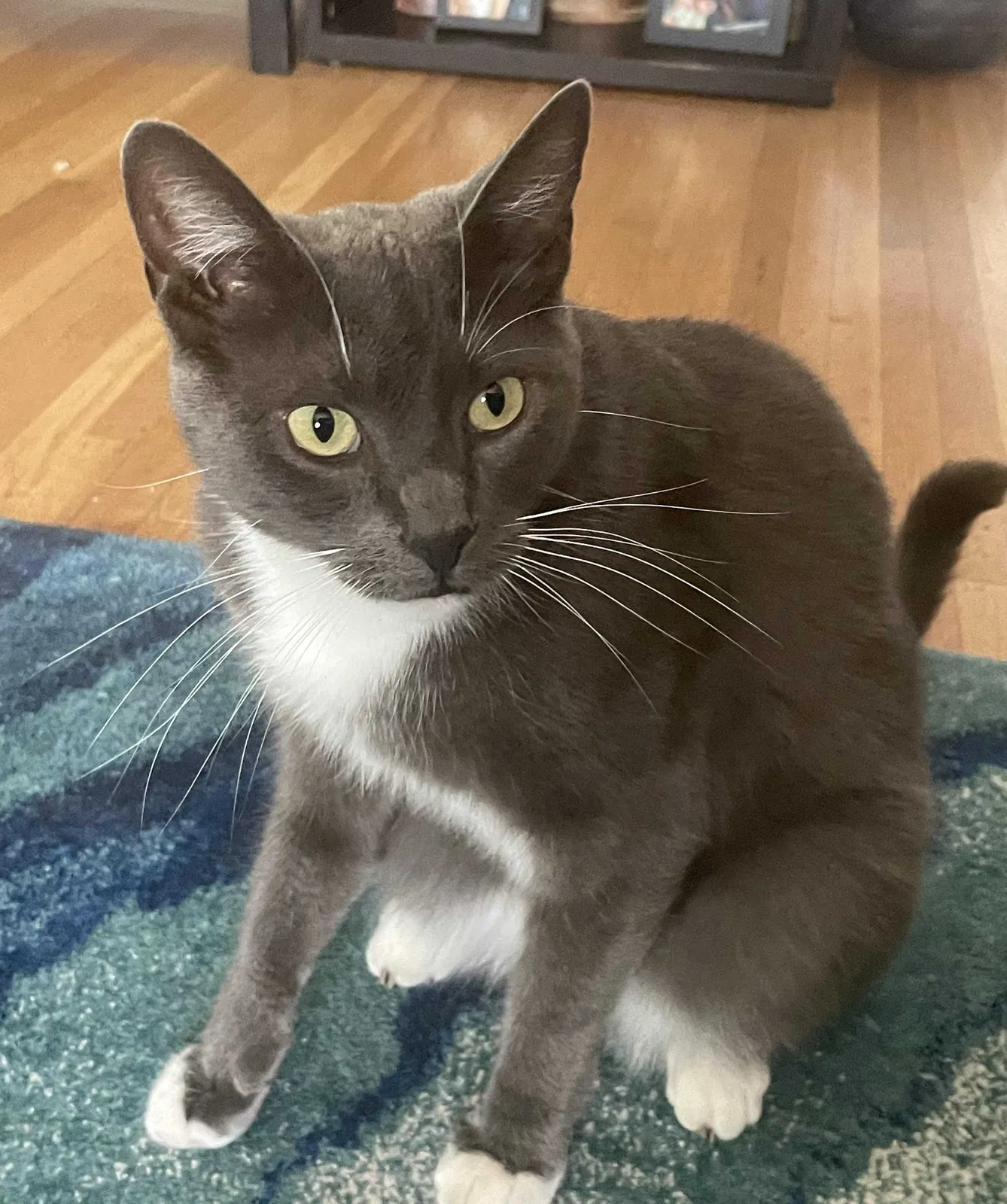 Lost cat in Sacramento, CA, 95819