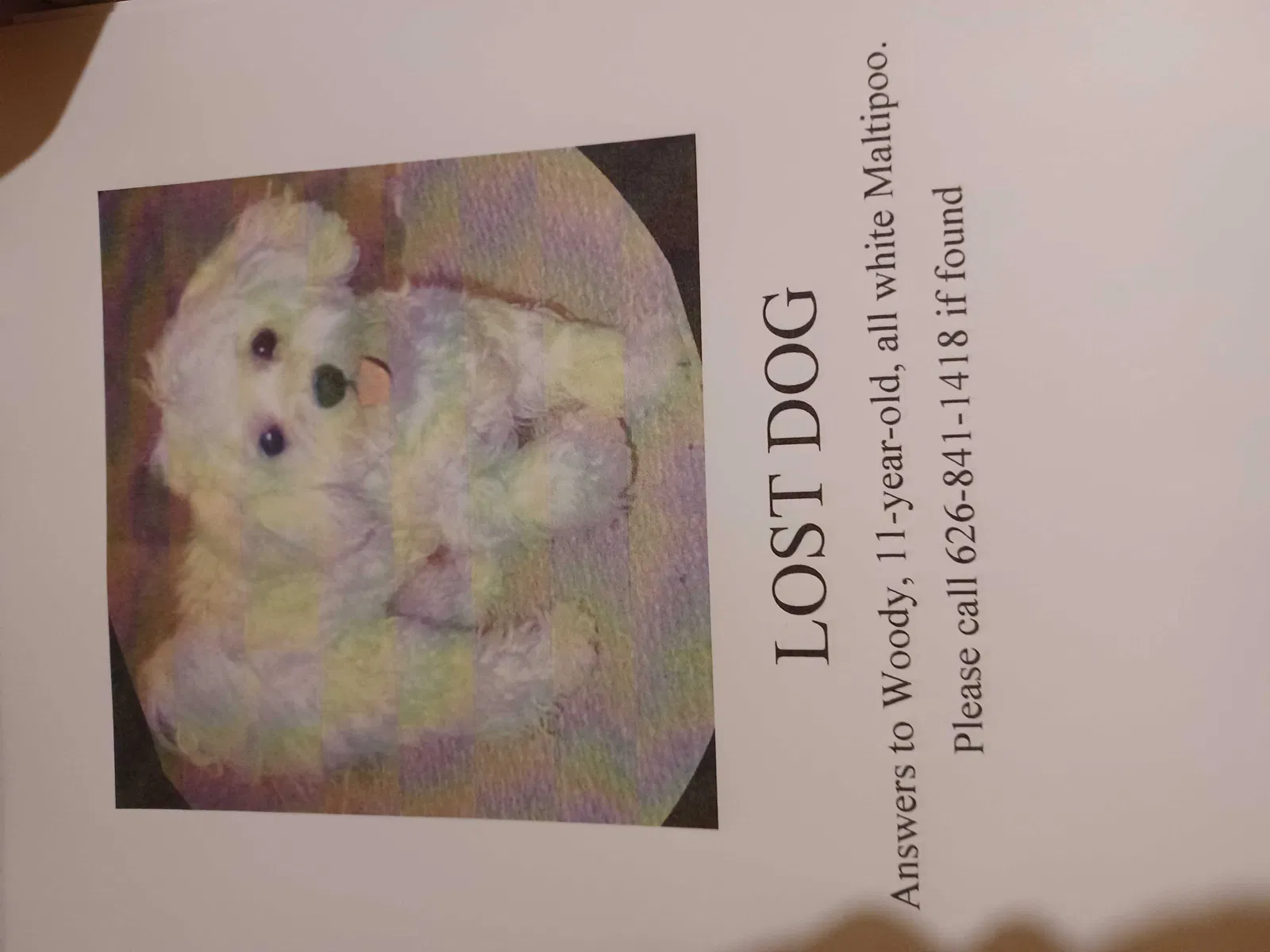 Lost dog in Duarte, CA, 91010