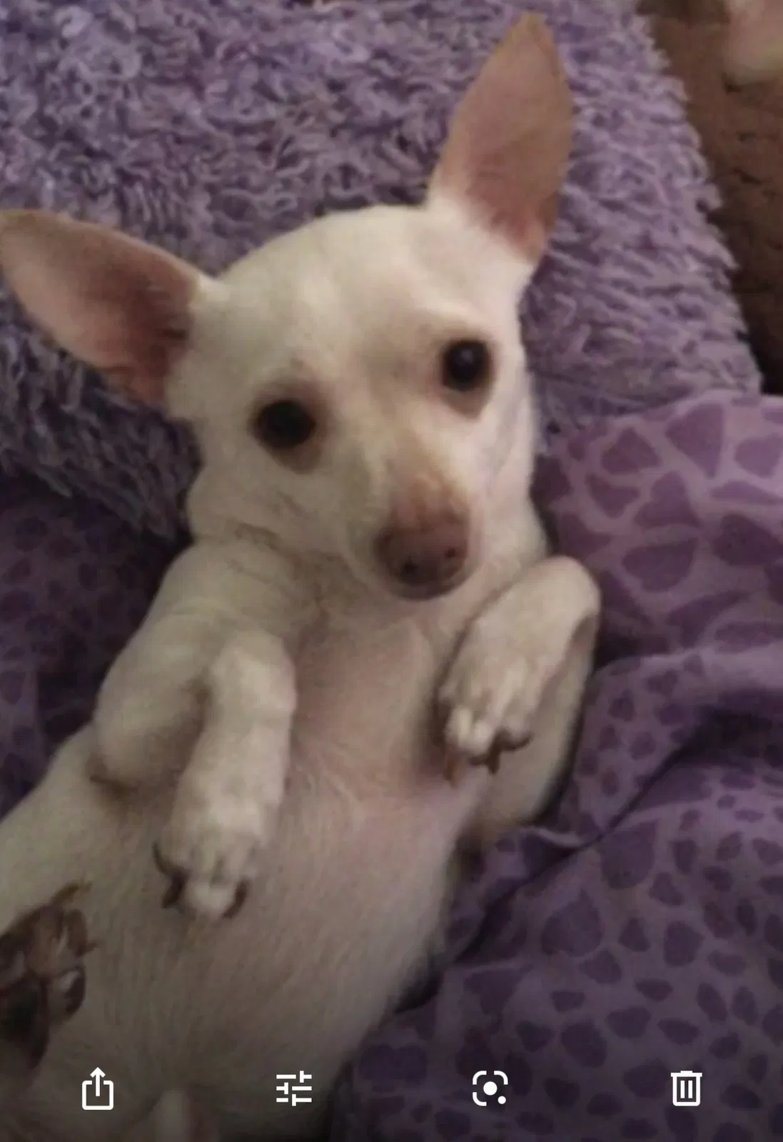 Lost dog in Albuquerque, NM, 87108