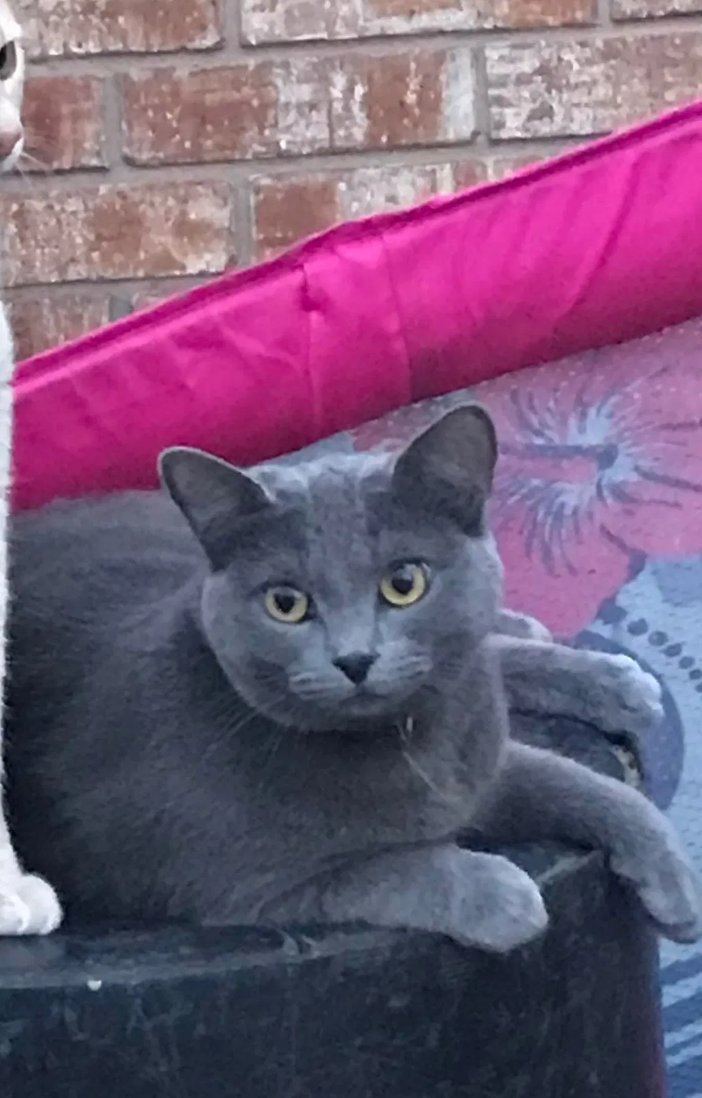 Lost cat in Seguin, TX, 78155