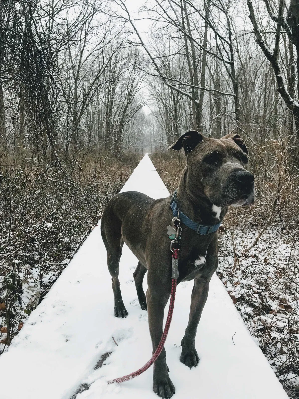 Lost dog in Forest Hills, NY, 11375