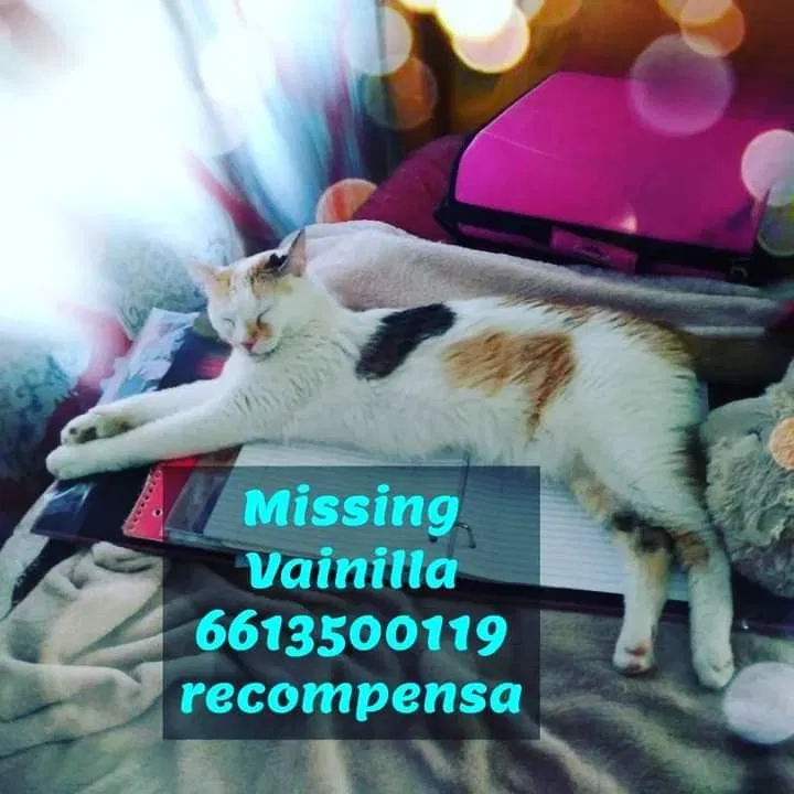 Lost cat in Lancaster, CA, 93535