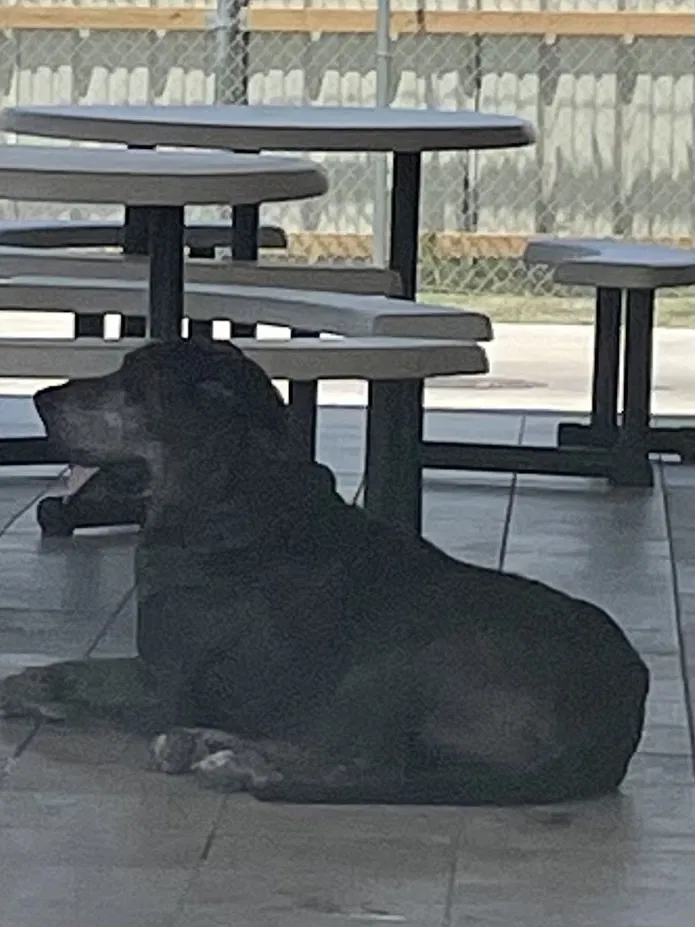 Found dog in Corpus Christi, TX, 78408