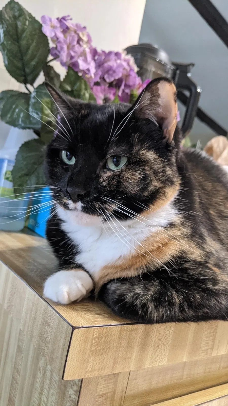 Lost cat in Miami, FL, 33186