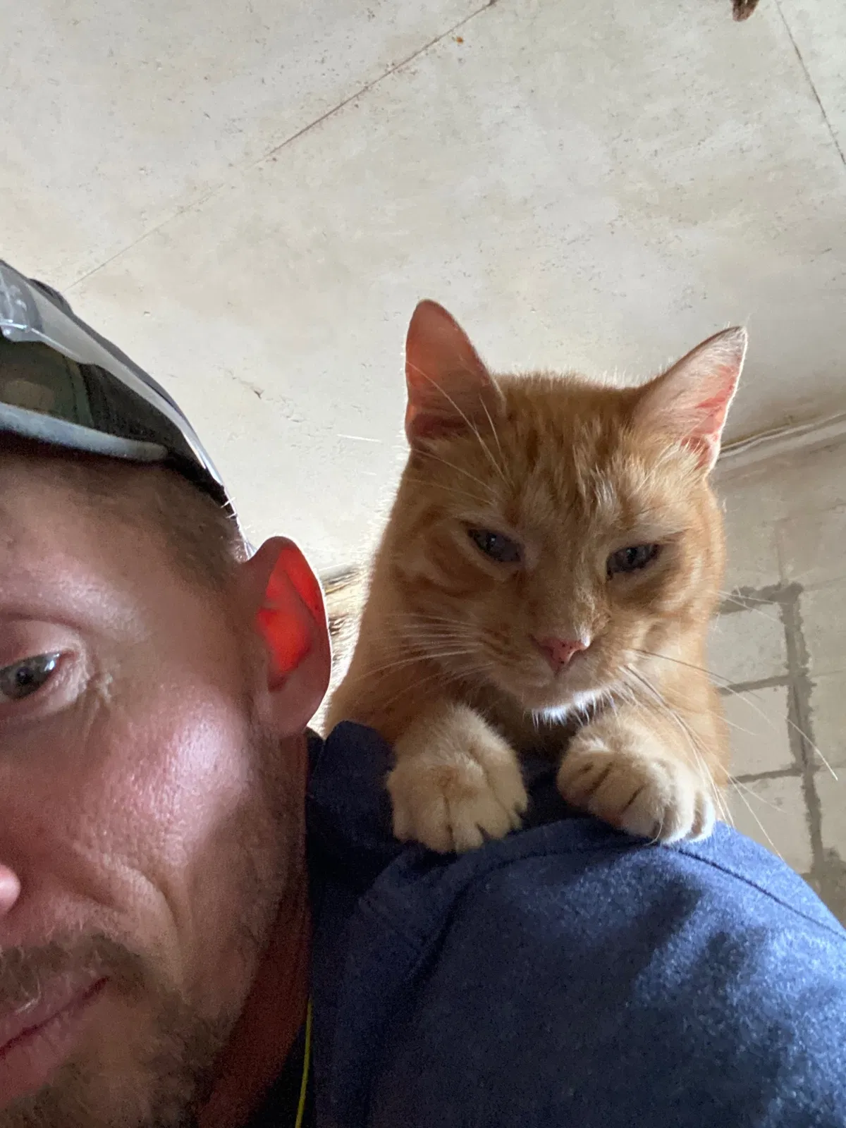 Lost cat in Bainbridge, OH, 45612