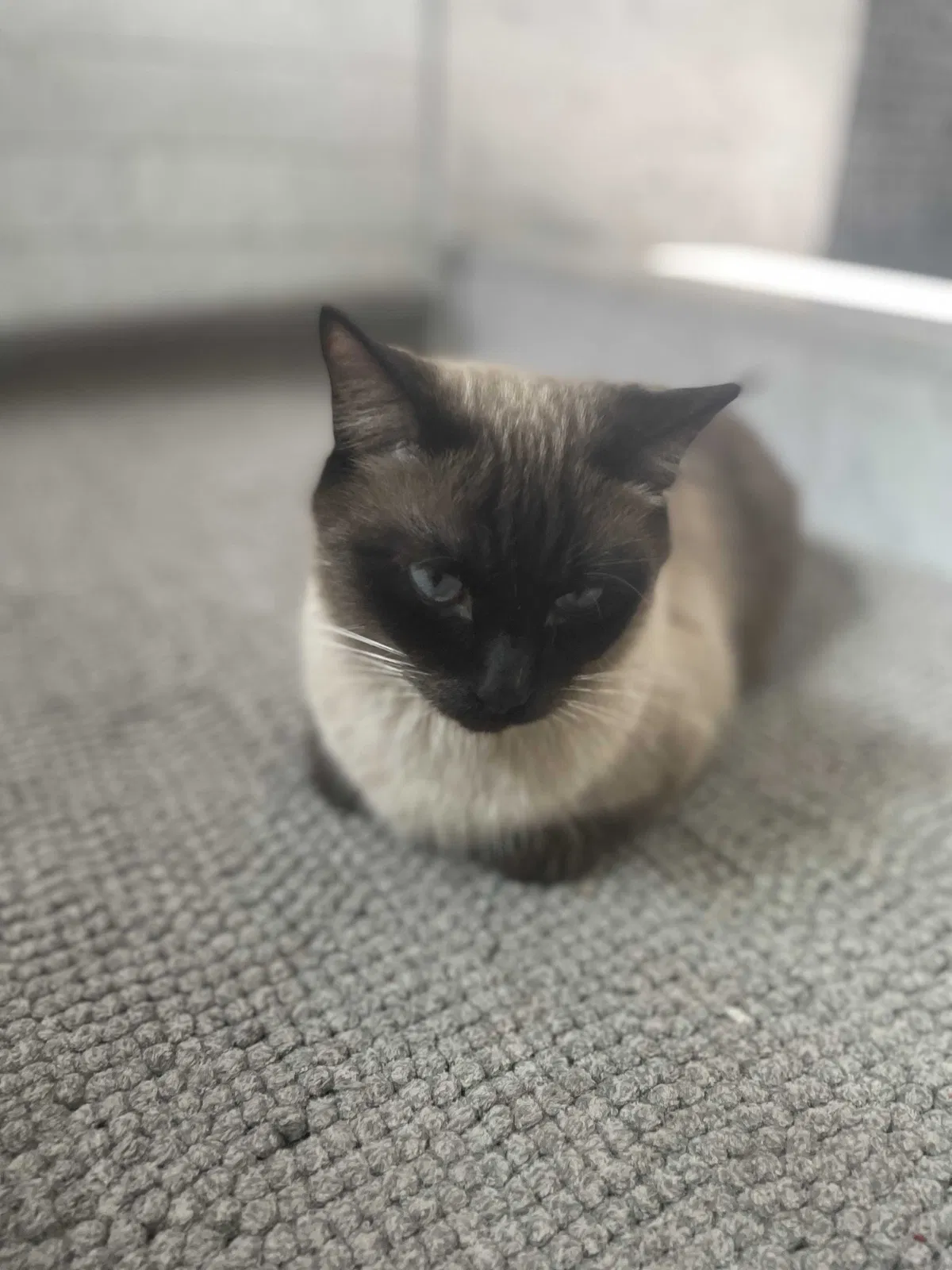 Lost cat in North Hills, CA, 91343