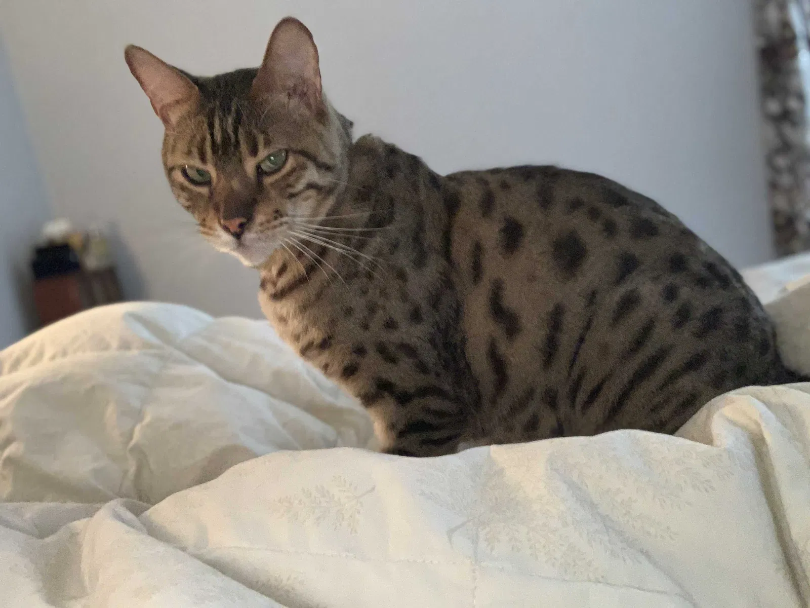 Lost cat in Oregon City, OR, 97045