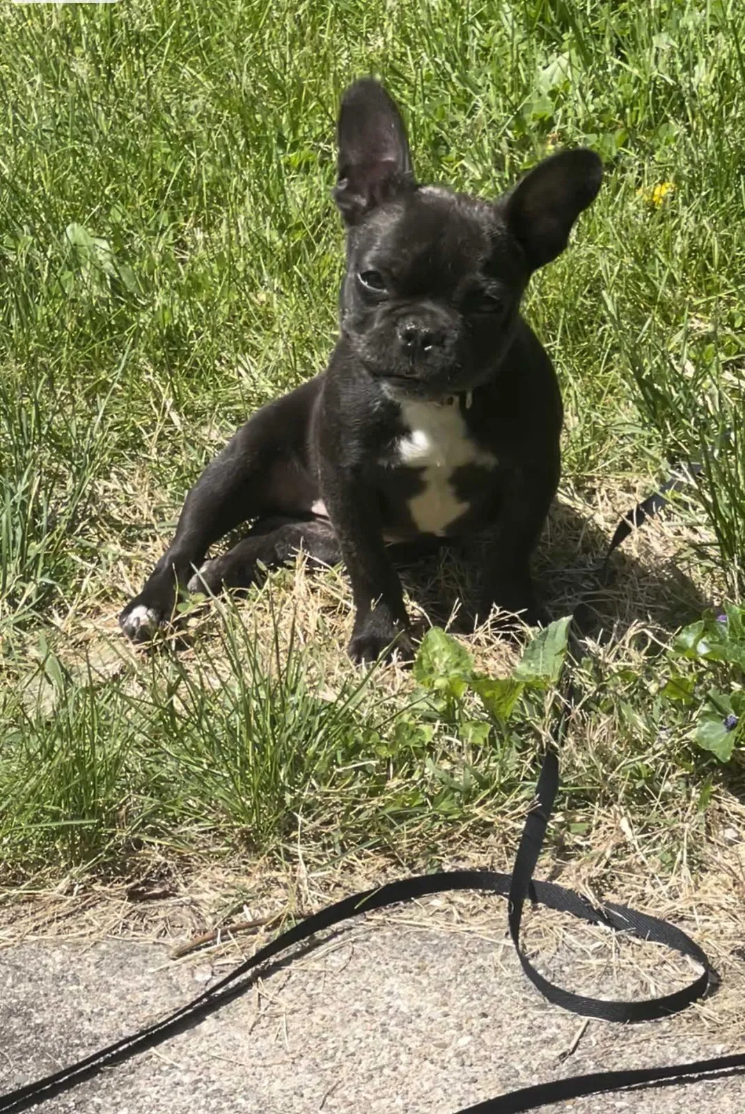 Lost dog in Dayton, OH, 45417