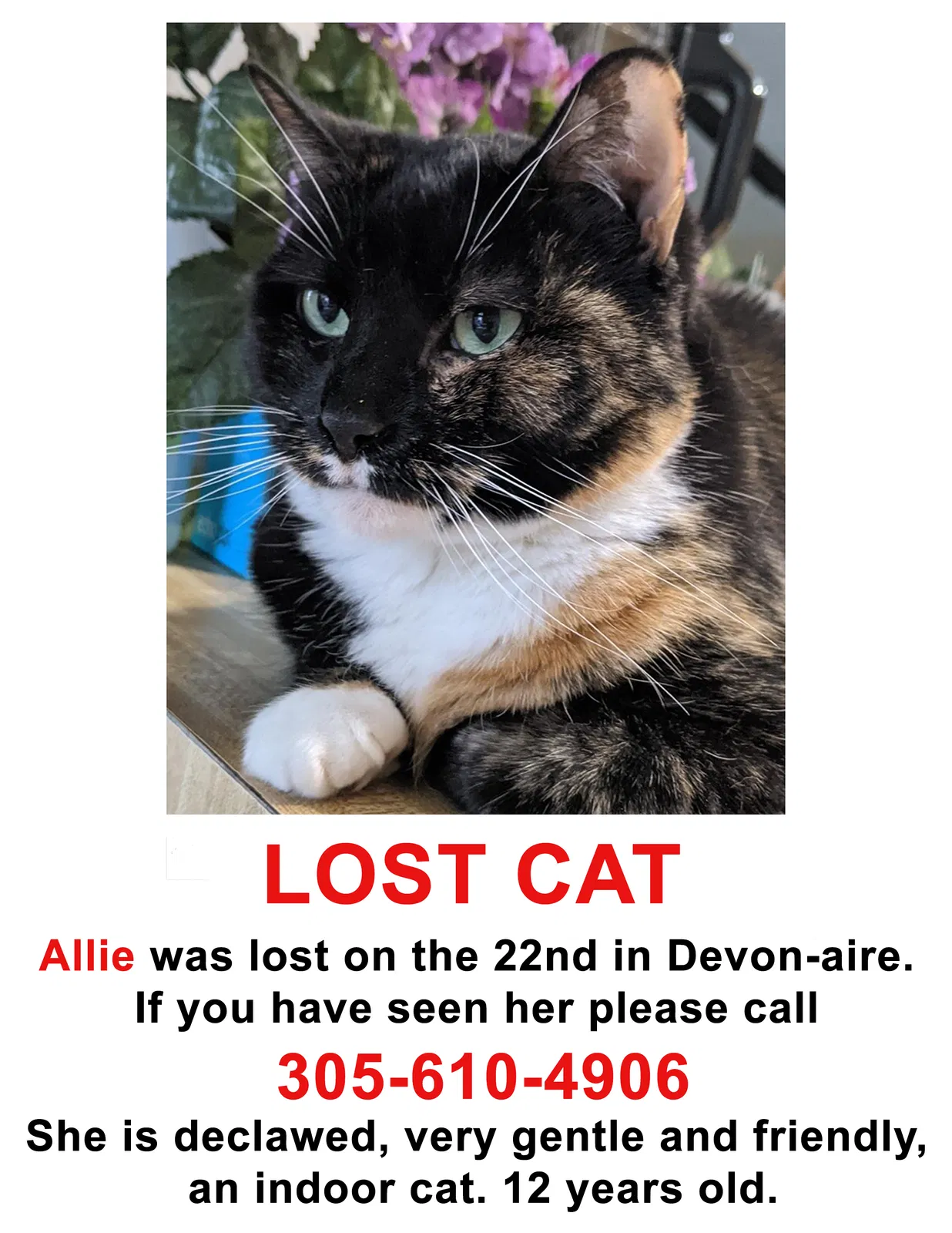 Lost cat in Miami, FL, 33186