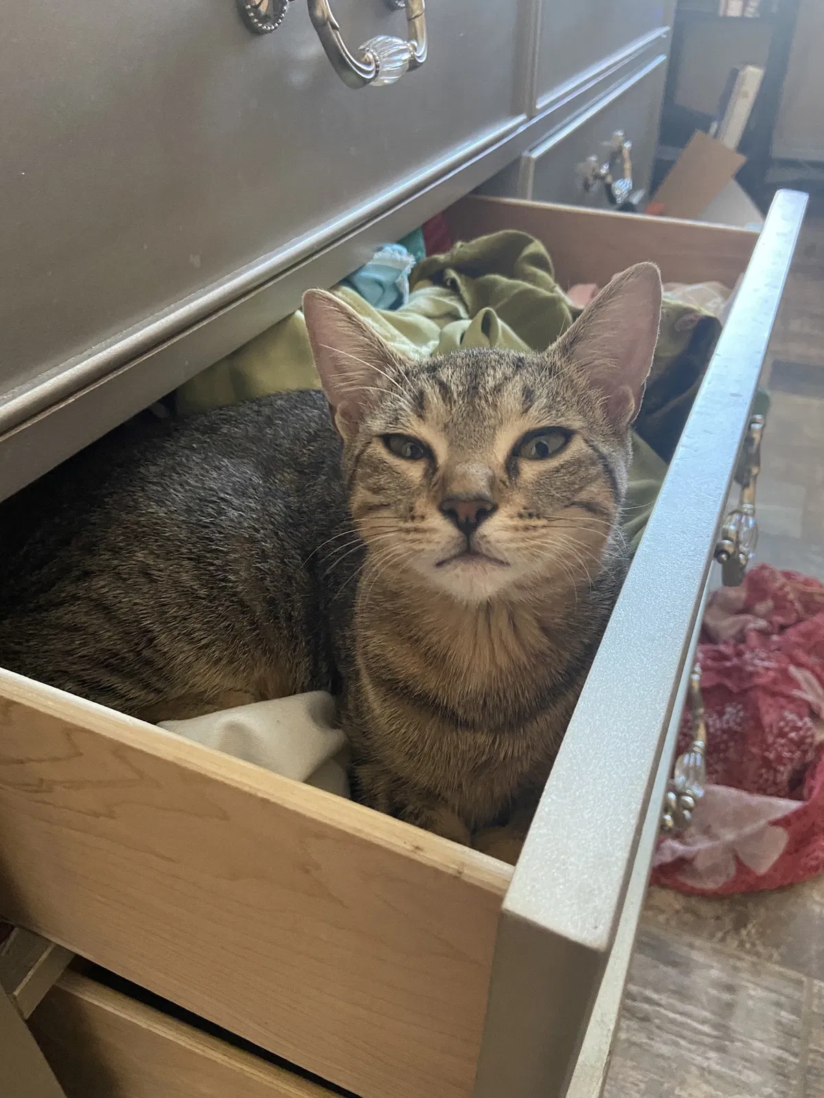 Lost cat in Cape Coral, FL, 33991
